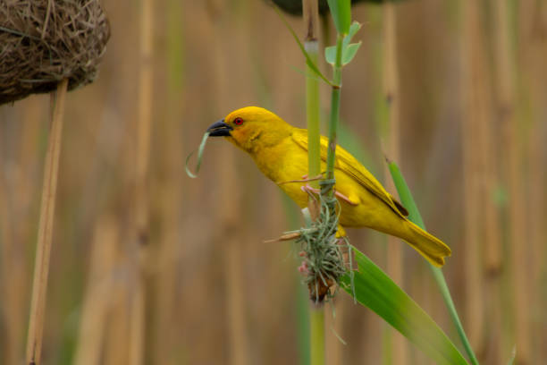 istock nice specimen of yellow veaver 1916870991