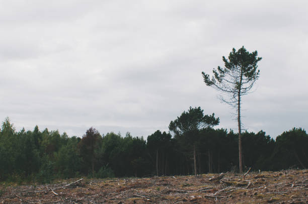 Solitude in Silhouette: Lonely Pine on the Horizon