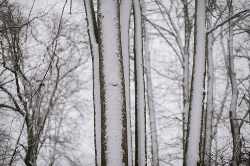 A mesmerizing scene of snow delicately adorning the sturdy tree trunks, transforming the forest into a winter wonderland. The soft, glistening flakes create a serene tableau, capturing the timeless elegance of nature's artistry in the quiet dance of winter.