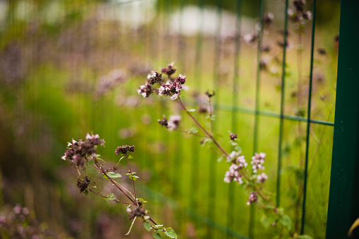 Delight in the simple elegance of this captivating image featuring humble flowers gracing a fence. The unassuming beauty of these blooms adds a touch of charm to the surroundings, creating a scene that invites viewers to find joy in the modest splendor of nature.