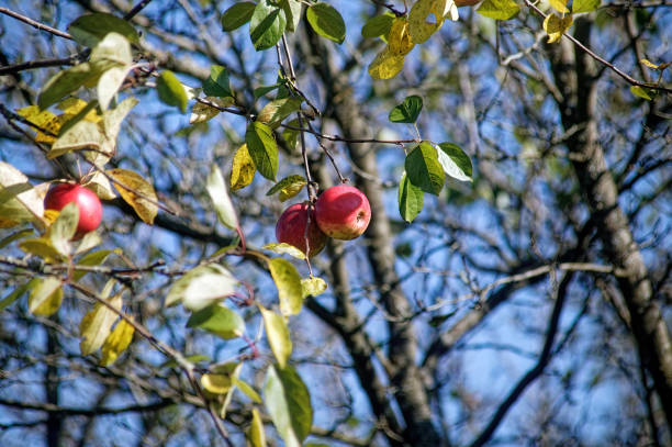 Apple orchard in the village in autumn, Russia