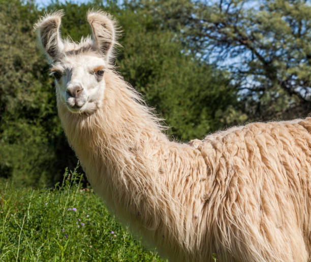 istock White wool llama, curious and attentive on a green background. 1916887539