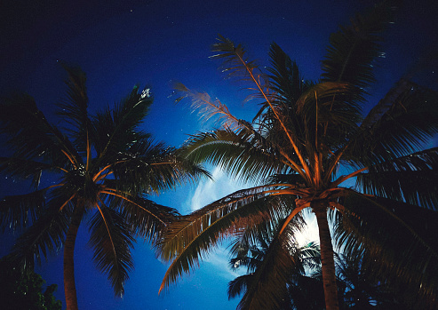 Palm leaves in full moon night on a Maldivian island.