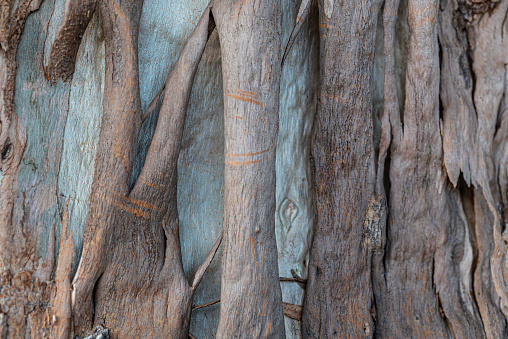 original textured background of an old tree trunk with patterns of bark and vertical branches with contrasting blue and brown