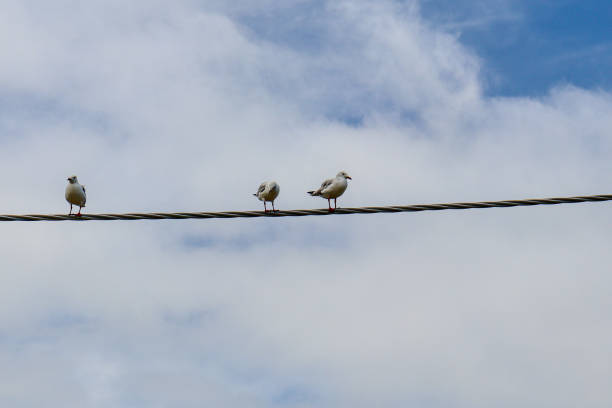 istock three seagulls on electricity line against cloud and sky 1916894971