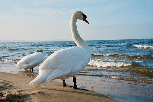 White swan on shore of Baltic Sea in Poland. Wild swan in nature