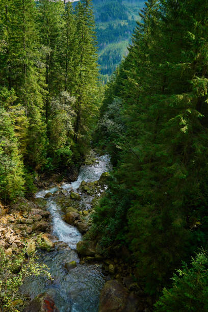 istock Mountain river with rapids in rocks among green forest trees 1916911317