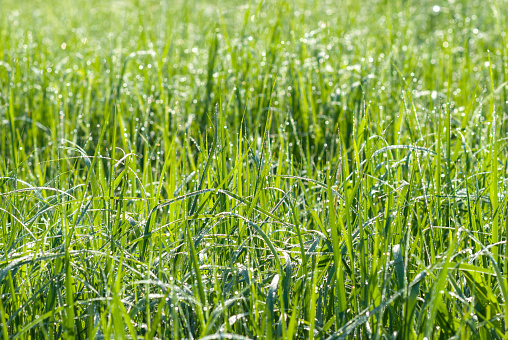 Closeup of spring rain drops on grass