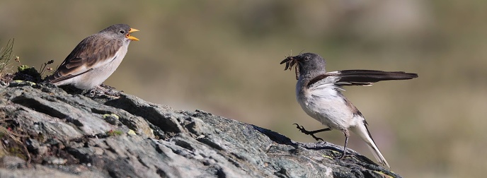 A White-winged Snowfinch delicately balances on a rocky perch in Zermatt, Swiss Alps, offering a beak full of insects to nourish its eager chick