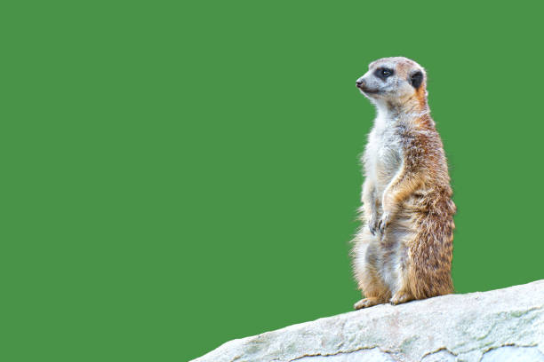 Curious Meerkat Isolated on Green