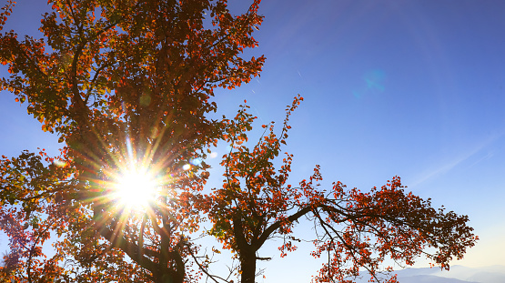 Sunshine through the autumn tree branches. Beautiful autumn scenery background
