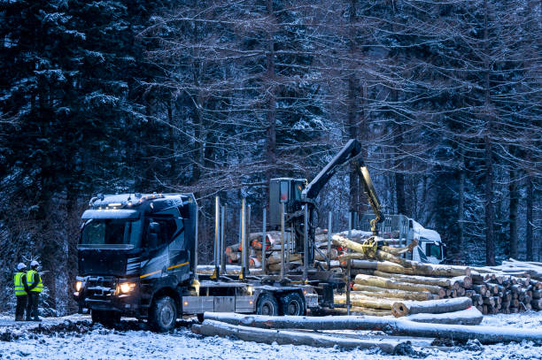 istock Loading wood onto a truck at night. 1916934341
