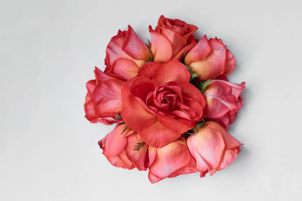 a composition of pink rose buds on a pure white background, top view