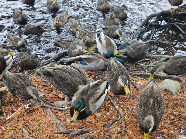 istock Flock of Ducks Coming Ashore 1916942346