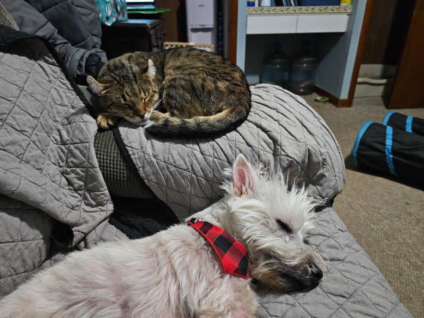 istock Cat and Dog Sleeping Together 1916943965