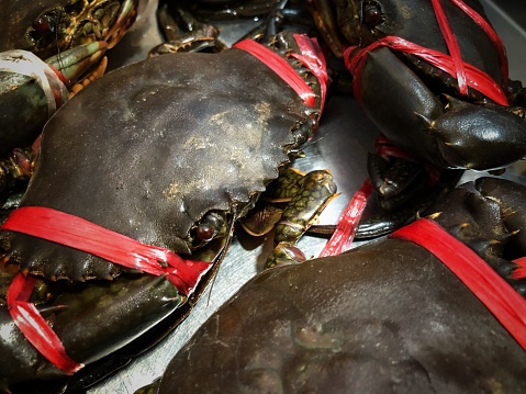 Live Sri Lankan crab tied in red raffia string for sale in retail market