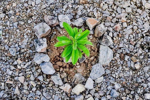 Resilient green plant growing in heart shape on gravelly ground.