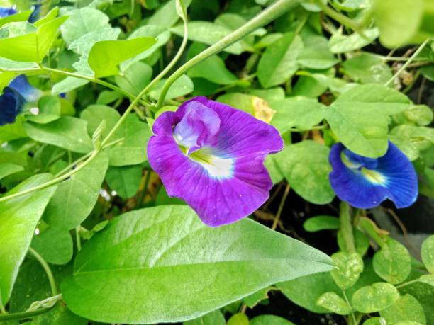 istock Butterfly pea flower. Dominate blue and purple. 1916958862