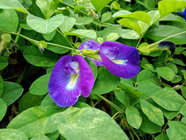 istock Butterfly pea flower. Dominate blue and purple. 1916958880