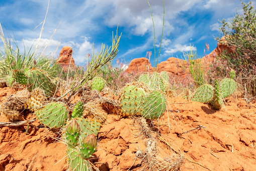 Desert Landscape with Opuntia Cactus on Sand Rocks in Utah