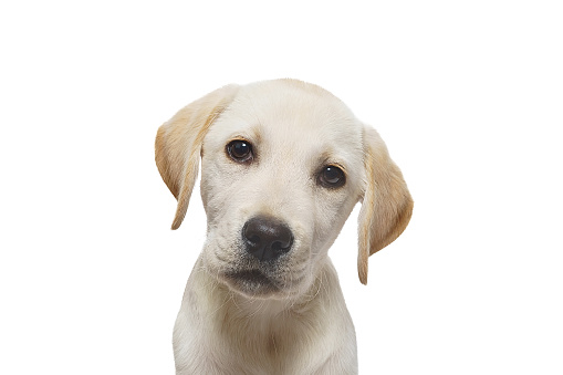 Beautiful yellow labrador puppy sitting on a white background