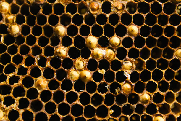 istock close up of beehive 1916962646