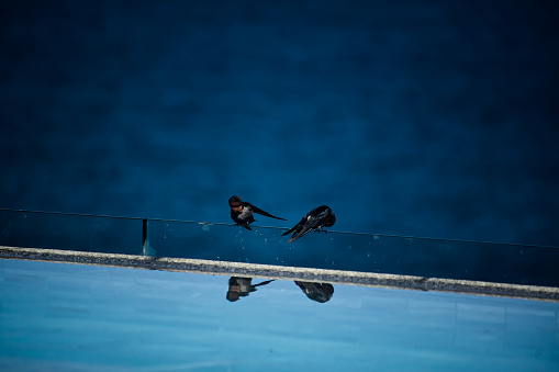 Swallow bird photography.