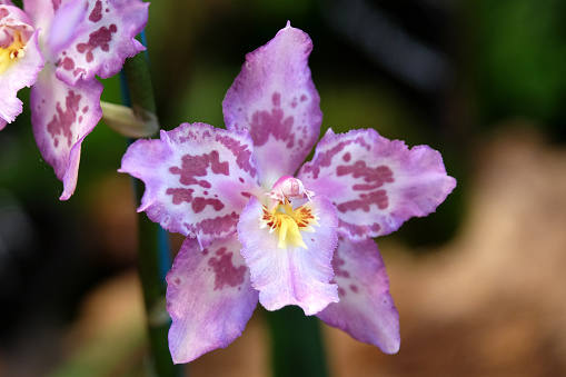 Purple and lilac speckled odontoglossum orchid Pesky Chance Joes Drum  in flower.