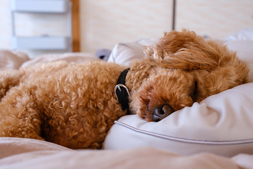 Toy Poodle asleep on a bed with his head on a pillow.