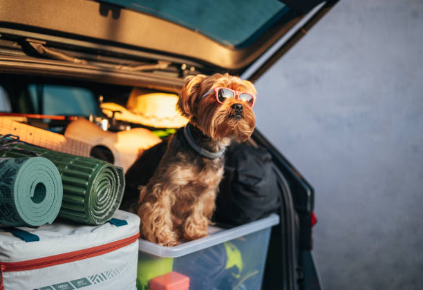 istock Cute terrier ready for adventurous road trip. 1916975646