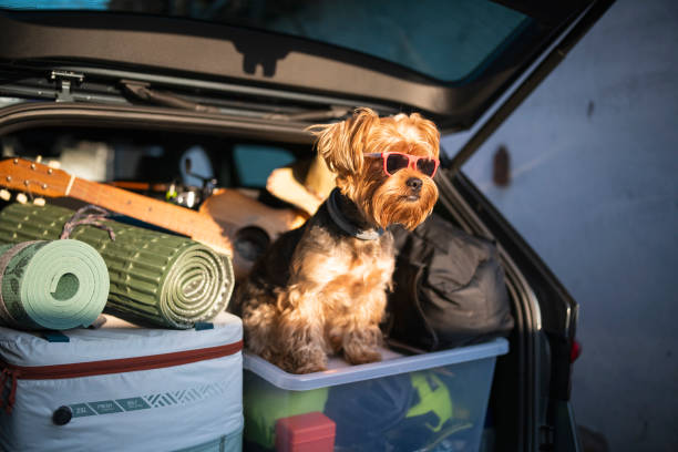 istock Cute terrier ready for adventurous road trip. 1916975653