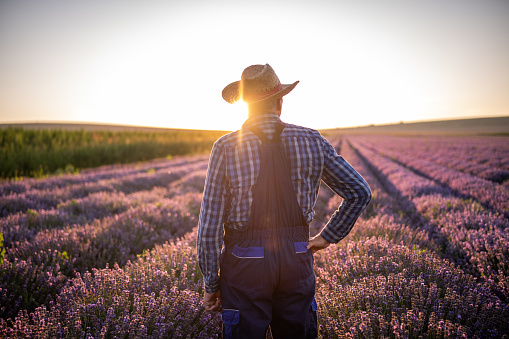 Portrait of senior farmer with straw hat standing in front of his lavender fields.