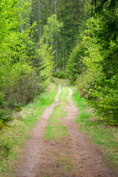 istock Small gravel road in mixed forest 1916991275