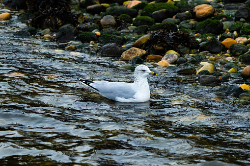 A beautiful Seagull swims up to the rocky shore on a winter morning.