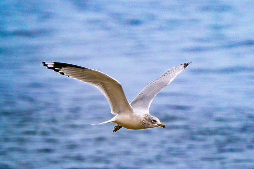 A beautiful action photograph of a Seagull wings stretched flying over the blue water of the Long Island Sound. All the feathers of the gulls body wings and bright eyes are captured clearly in this color photograph of wild nature.
