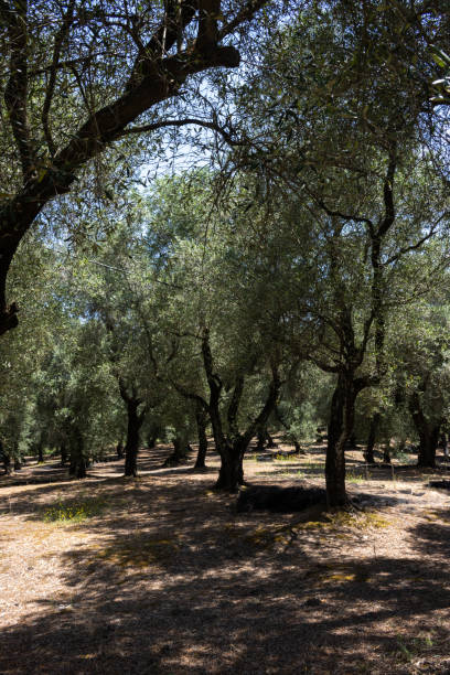 istock Olive trees garden, north Corfu, Greece 1916996552