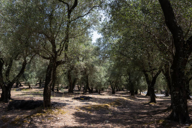 istock Olive trees garden, north Corfu, Greece 1916996555