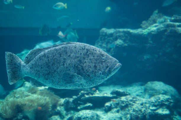 istock Tropical fish in aquarium at Okinawa. 1916997087