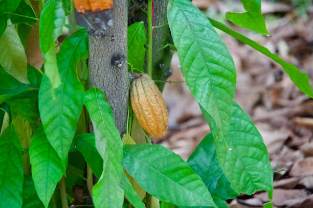 istock An orange cacao fruit on the tree in Okinawa. 1916997714