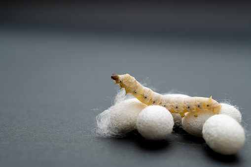 Silkworm and silkworm coocoons on black background.