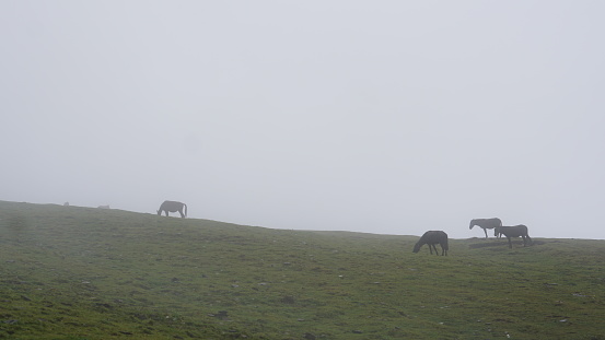 A group of horses grazing in a green meadow on a foggy day