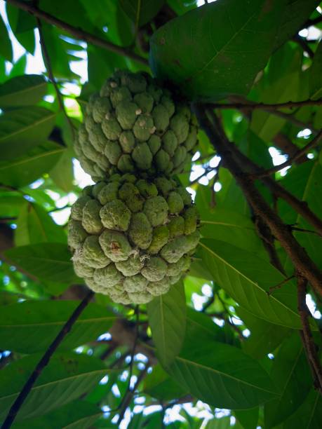 istock Srikaya fruit is a green fruit that has a sweet taste 1917015859