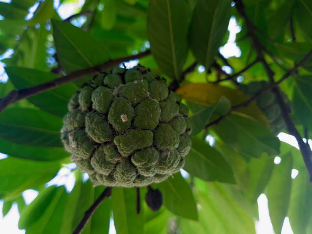 istock Srikaya fruit is a green fruit that has a sweet taste 1917016407