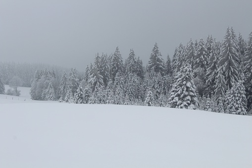 Snow-covered winter landscape with fir trees.