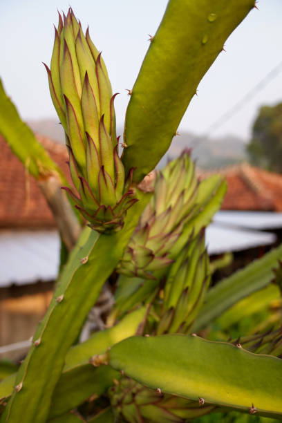 istock Dragon fruits flowers 1917017465