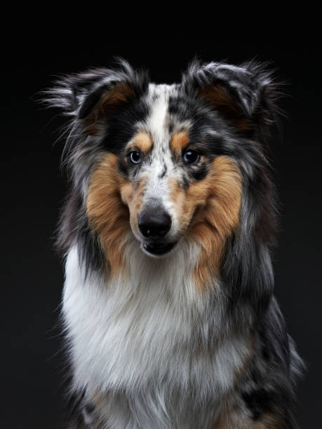 istock Sheltie on a black background. Beautiful marbled dog. 1917026108