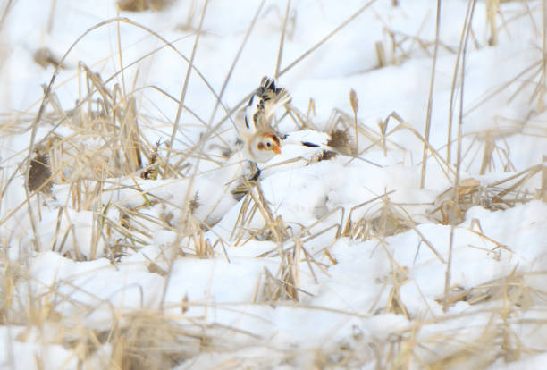 홋카이도 노쓰케반도의 눈 위에서 먹이를 먹는 눈멧새. - notsuke bay 뉴스 사진 이미지