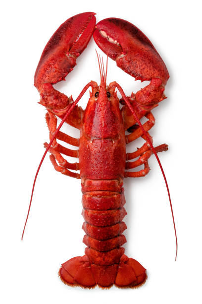 istock Top view of cooked whole lobster 1917054695