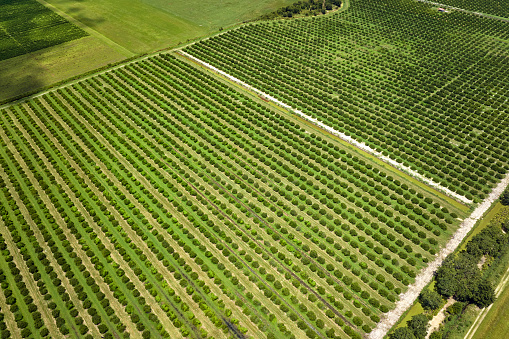 Orange grove in Florida rural farmlands with rows of citrus trees growing on a sunny day.