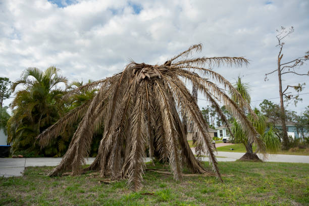 dry dead palm tree on florida home backyard - tree broken branch dividing foto e immagini stock
